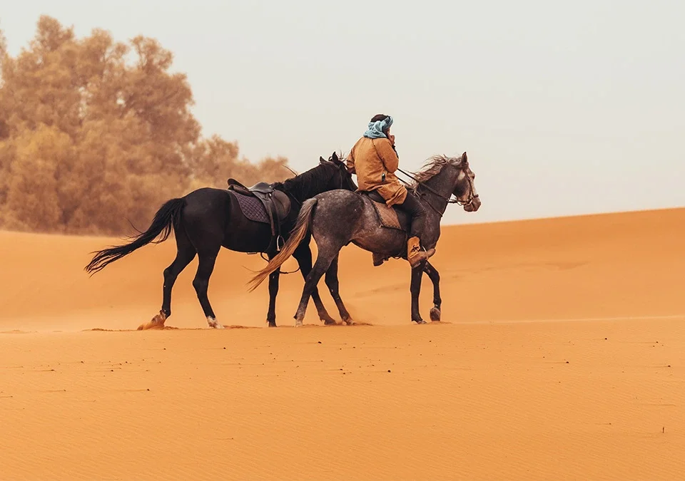 lifetime horseback safaris for tourists
