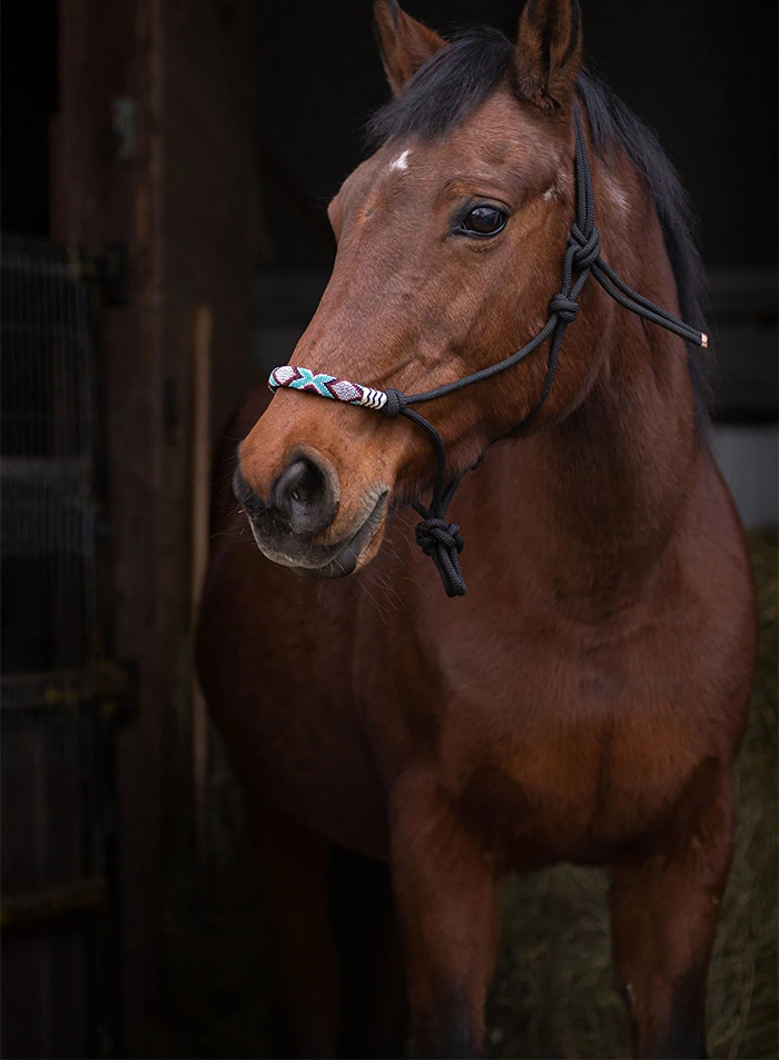 gallopgo stables horse riding