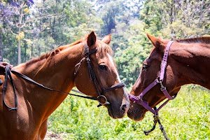 GallopGo Stables & Riding School place picture